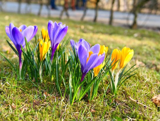 Pierwszy Dzień Wiosny w przedszkolu