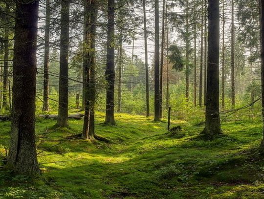 Zaproszenie do udziału w konkursie fotograficznym „Leśny album”