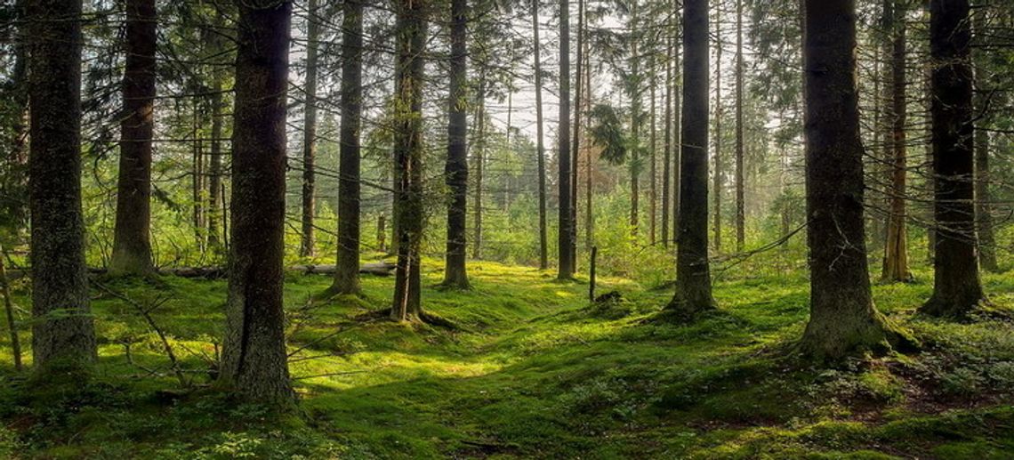 Zaproszenie do udziału w konkursie fotograficznym „Leśny album”