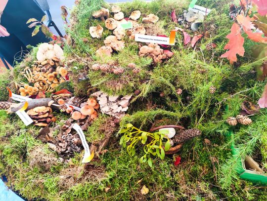 Wystawa grzybów Wystawa grzybów